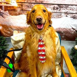 Meet your Posher, Bella